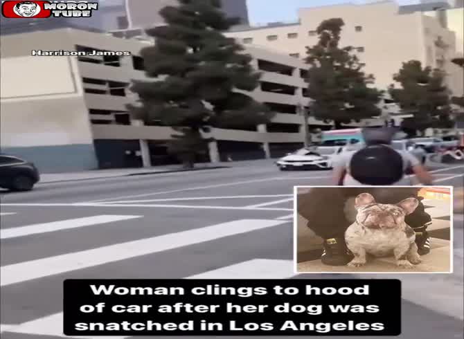 Video :She holds on to her dog's vehicle while it is being stolen